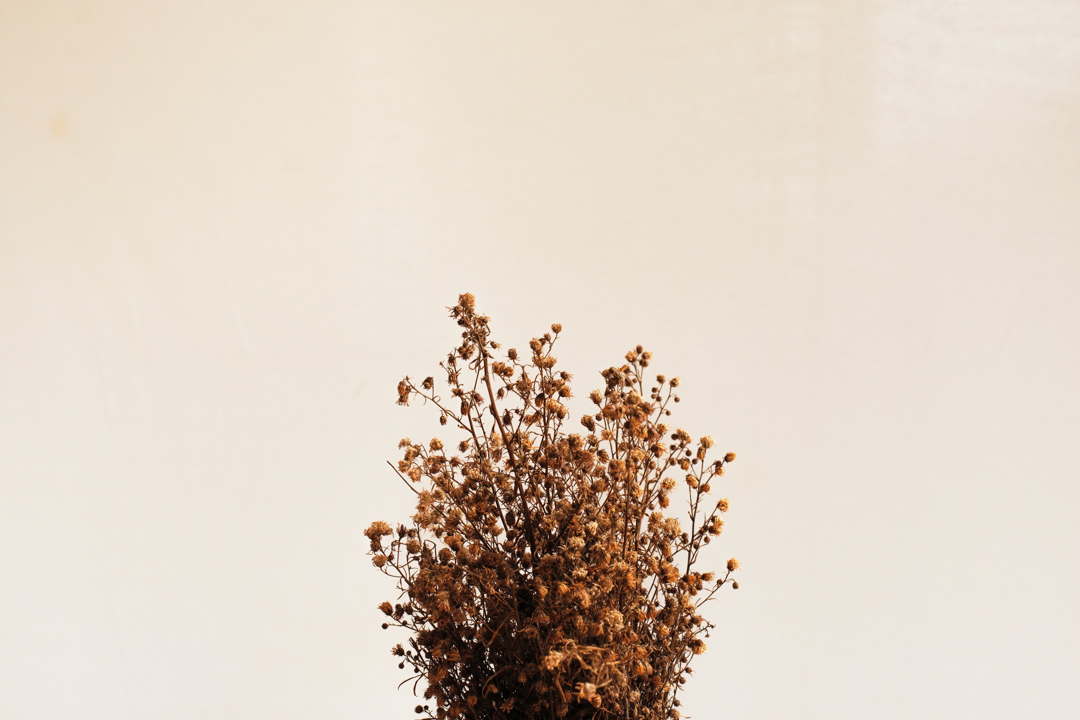 Dried Flowers on Beige Background